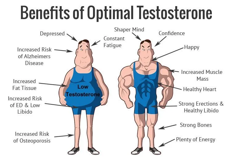 can cycling increase testosterone