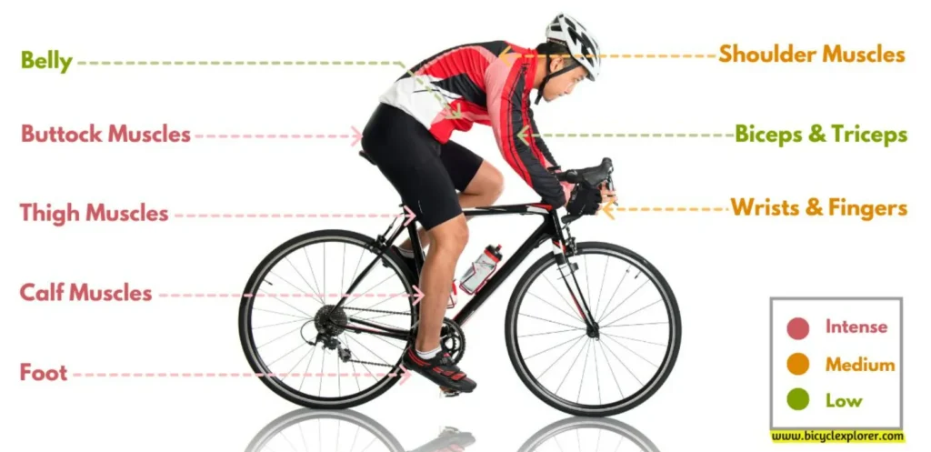 cycling on body shape changes