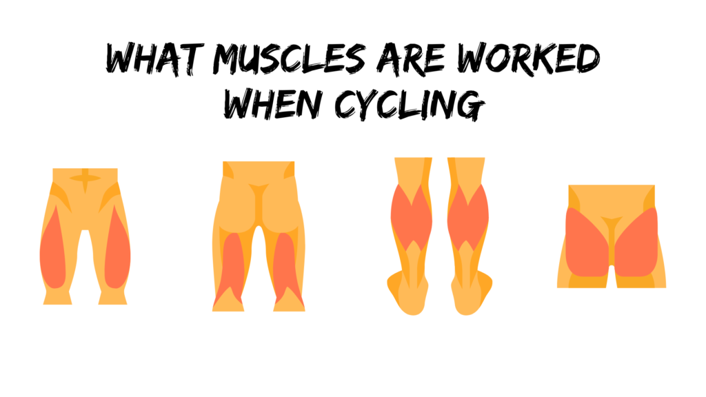 what muscles are worked when cycling